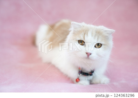 ピンクバックと赤い鈴をつけたスコティッシュフォールド 124363296