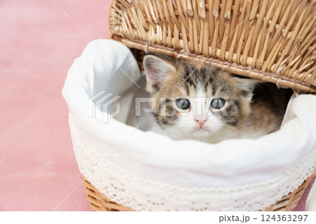 ピンクバックとカゴから顔をだすスコティッシュフォールドの仔猫 124363297