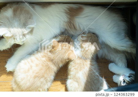 母猫の母乳を飲む2匹の仔猫 母猫の母乳を飲む2匹の仔猫 124363299