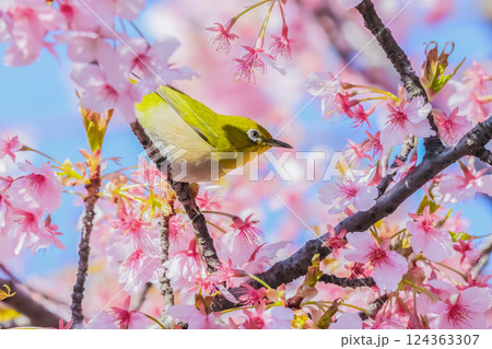 メジロと桜  メジロと桜  124363307