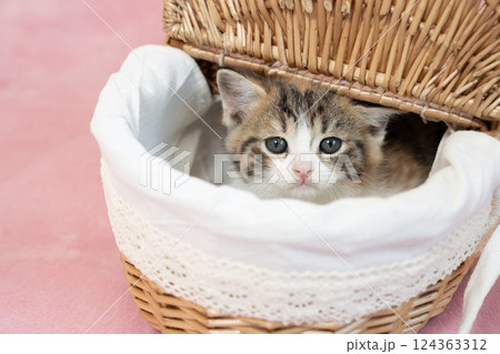 ピンクバックとカゴに入ったスコティッシュフォールドの仔猫 ピンクバックとカゴに入ったスコティッシュフォールドの仔猫 124363312