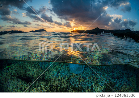 エダサンゴ　小笠原　東京都 124363330