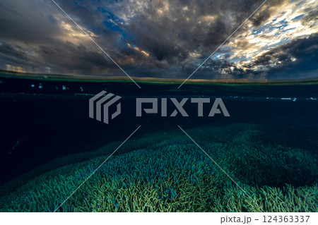 エダサンゴ　小笠原　東京都 124363337