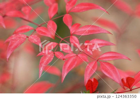 紅葉したナンテンの葉 124363350