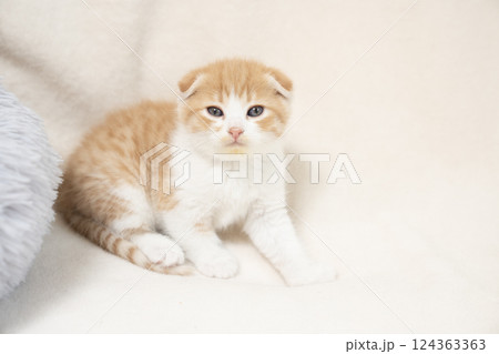 お座りしてカメラ目線のスコティシュフォールドの仔猫 124363363