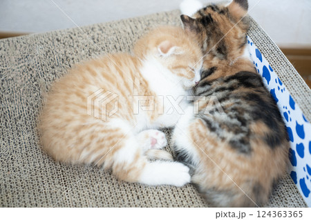 爪研ぎの上で眠る2匹のスコティッシュフォールドの仔猫 爪研ぎの上で眠る2匹のスコティッシュフォールドの仔猫 124363365