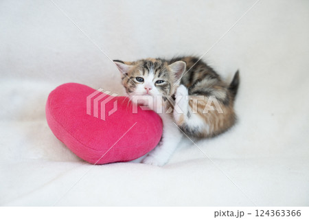 ピンクのハートとスコティッシュフォールドの仔猫 124363366