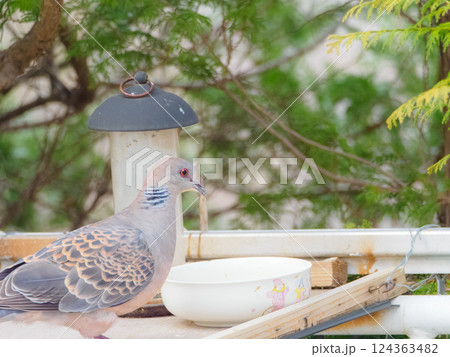 餌場にやってきたキジバト 124363482