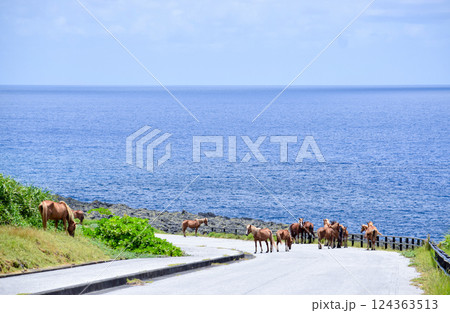 与那国島・海沿いの道で群れる与那国馬 124363513