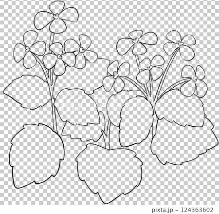 Coloring page Garlic Mustard Flowers Edible Flowers Coloring page Garlic Mustard Flowers Edible Flowers 124363602