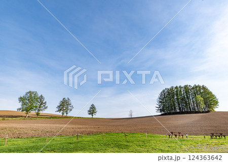 春の美瑛・マイルドセブンの丘 124363642