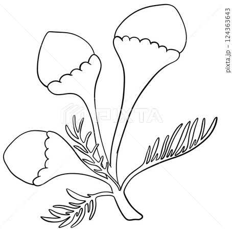Coloring page Pineapple weed Flowers Edible Flowers 124363643