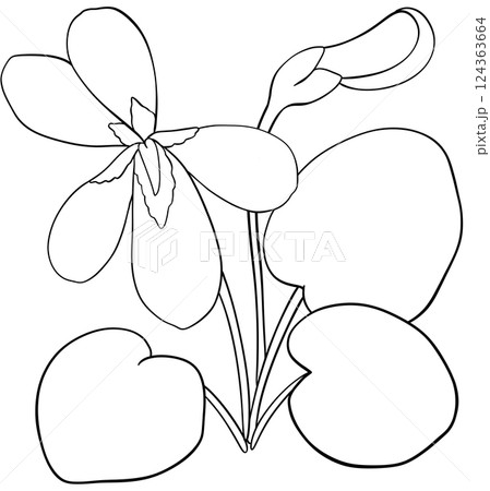 Illustration of row of edible viola flowers Illustration of row of edible viola flowers 124363664