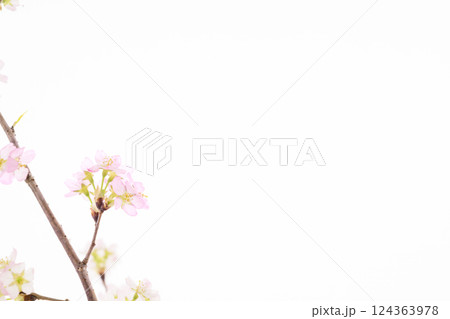 桜（白バック） 124363978