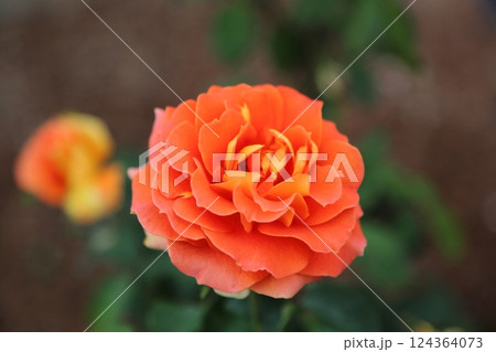 荒尾市 おもやい市民花壇 バラの花、 荒尾市 おもやい市民花壇 バラの花、 124364073