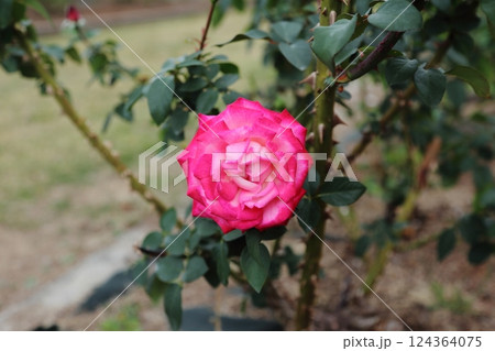 荒尾市 おもやい市民花壇 バラの花、 荒尾市 おもやい市民花壇 バラの花、 124364075