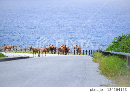 与那国島・海沿いの道で群れる与那国馬 124364138