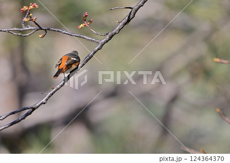 じょうびたき-01 124364370