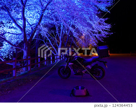 夜桜 夜桜 124364453
