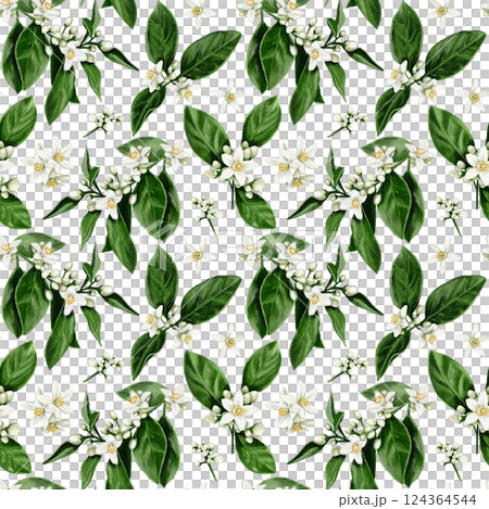 Seamless pattern of orange tree flowers. Leaves and branches with white buds and flowers. Orange blossom. Watercolor illustration. No background.  124364544