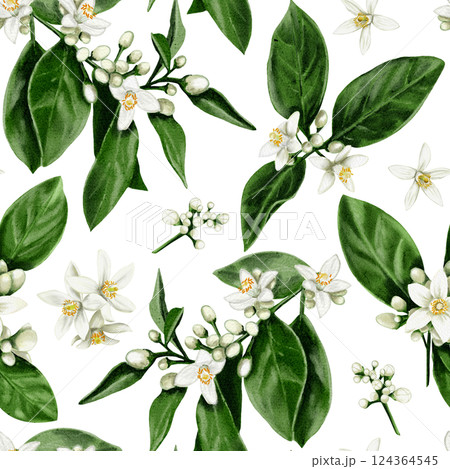 Seamless pattern of orange tree flowers. Leaves and branches with white buds and flowers. Orange blossom. Watercolor illustration. No background.  124364545