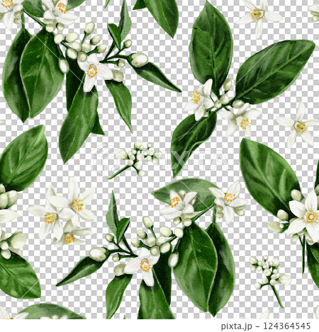 Seamless pattern of orange tree flowers. Leaves and branches with white buds and flowers. Orange blossom. Watercolor illustration. No background.  124364545