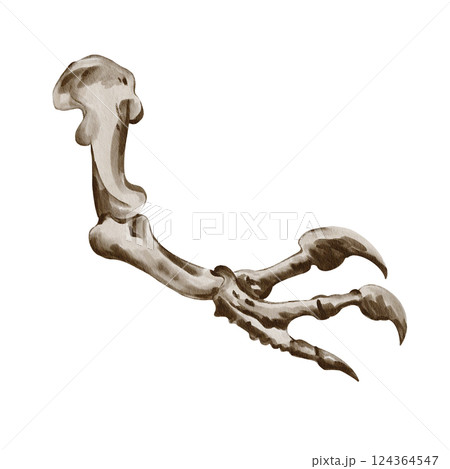 Clawed paw skeleton. dinosaur hand. prehistoric fossil. Museum exhibit. Watercolor illustration isolated from background. monochrome. Vintage style. High quality illustration 124364547