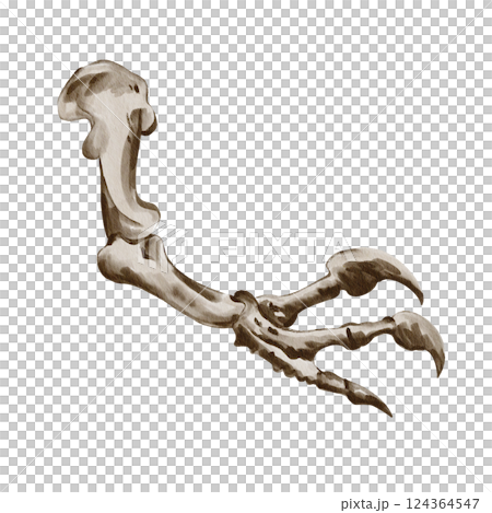 Clawed paw skeleton. dinosaur hand. prehistoric fossil. Museum exhibit. Watercolor illustration isolated from background. monochrome. Vintage style. High quality illustration 124364547