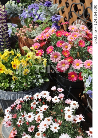 春の花寄せ植え&寄せ鉢 春の花寄せ植え&寄せ鉢 124364600