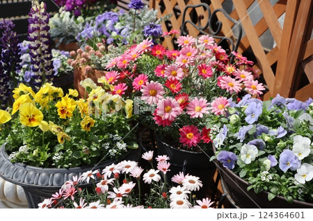 春の花寄せ植え＆寄せ鉢 124364601