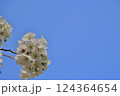 おおしまざくら-02 124364654