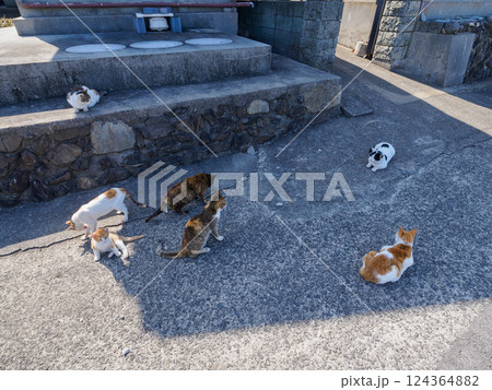 野良猫の猫会議　香川県の佐柳島 124364882