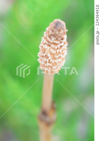 一本のツクシ 一本のツクシ 124364918