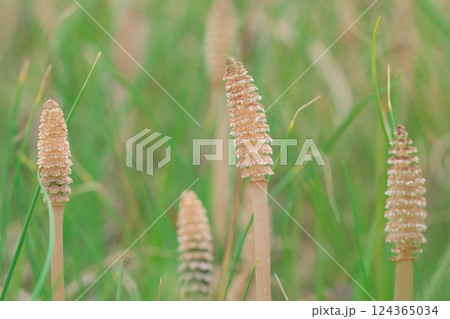 春の野草 ツクシ 春の野草 ツクシ 124365034