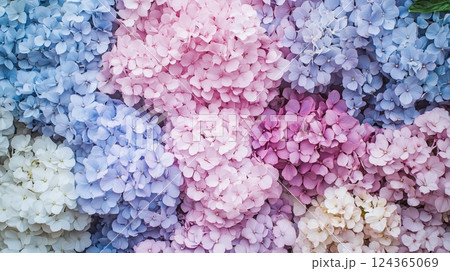 淡い色の紫陽花を敷き詰めた背景素材 124365069