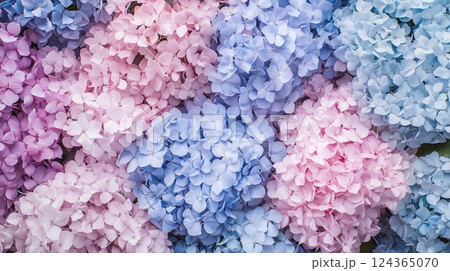 淡い色の紫陽花を敷き詰めた背景素材 124365070