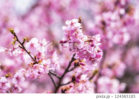 21世紀の森公園に咲く河津桜 福島県いわき市 21世紀の森公園に咲く河津桜 福島県いわき市 124365185