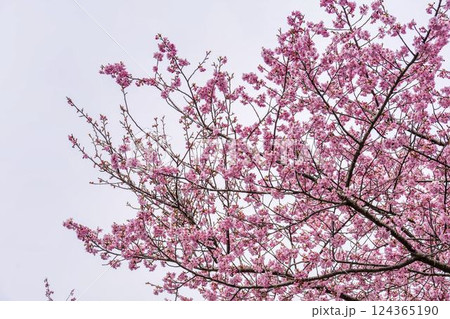 21世紀の森公園に咲く河津桜　福島県いわき市 124365190
