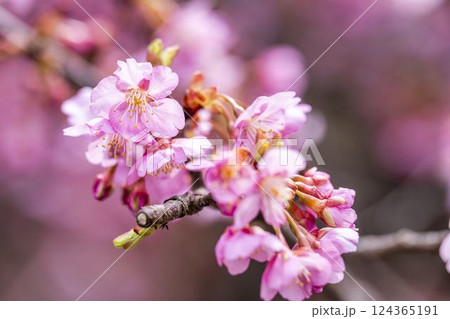 21世紀の森公園に咲く河津桜　福島県いわき市 124365191