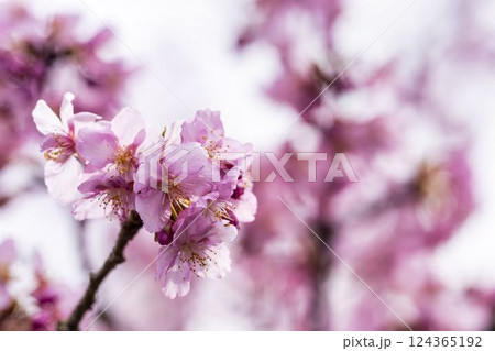 21世紀の森公園に咲く河津桜　福島県いわき市 124365192