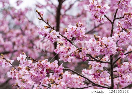 21世紀の森公園に咲く河津桜 福島県いわき市 21世紀の森公園に咲く河津桜 福島県いわき市 124365198