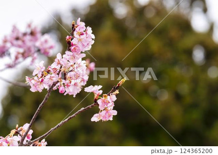 21世紀の森公園に咲く河津桜 福島県いわき市 21世紀の森公園に咲く河津桜 福島県いわき市 124365200