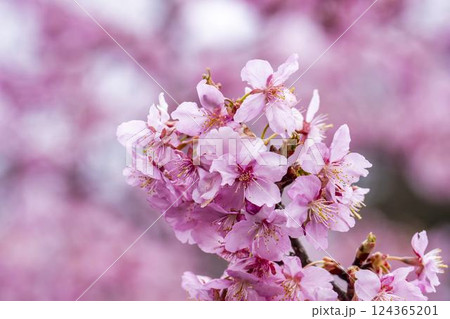 21世紀の森公園に咲く河津桜　福島県いわき市 124365201