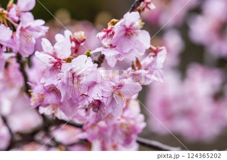 21世紀の森公園に咲く河津桜　福島県いわき市 124365202