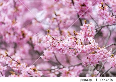 21世紀の森公園に咲く河津桜　福島県いわき市 124365210