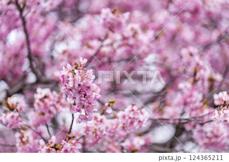 21世紀の森公園に咲く河津桜 福島県いわき市 21世紀の森公園に咲く河津桜 福島県いわき市 124365211