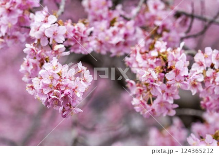 21世紀の森公園に咲く河津桜　福島県いわき市 124365212