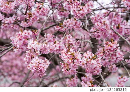 21世紀の森公園に咲く河津桜 福島県いわき市 21世紀の森公園に咲く河津桜 福島県いわき市 124365213