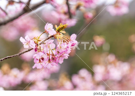 21世紀の森公園に咲く河津桜 福島県いわき市 21世紀の森公園に咲く河津桜 福島県いわき市 124365217