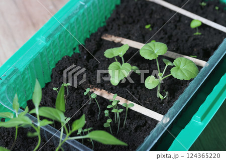 Young seedling sprouts. Seedlings of different plants. Green shoots in a pot with soil. Close-up. Young seedling sprouts. Seedlings of different plants. Green shoots in a pot with soil. Close-up. 124365220